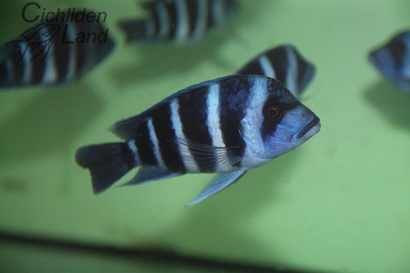 Cyphotilapia gibberosa 'Kitumba'